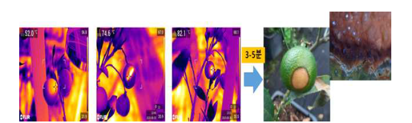 돋보기로 햇빛을 과실표면에 복사시 햇빛의 강도에 따른 온도 (14시, 기온 29.6℃)