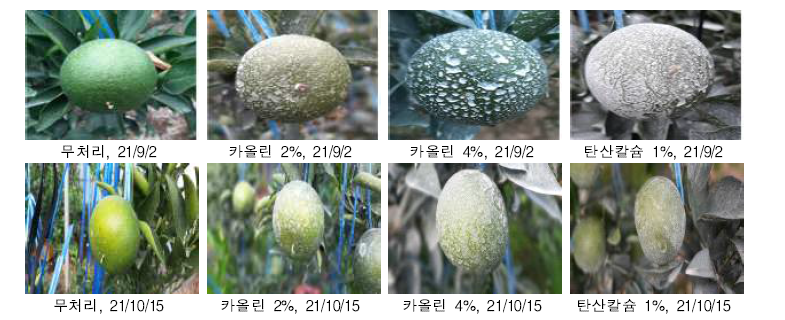 시설재배‘세토카’과실에 일소방지제 엽면살포 후 과실 표면