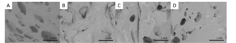 SEM image of gluten-free rice bread baked with two hours fermentation and three water temperature conditions (A: Control, B: 0℃, C: 25℃, and D: 95℃). Scale bars=1 mm