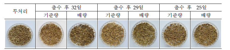 김제에서 티아페나실 처리 후 이탈리안라이그라스 종실 모습