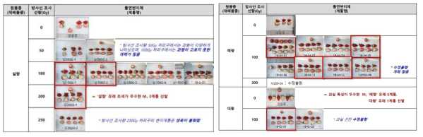 재배품종별 자가수정 종자에 방사선을 처리하여 유기된 변이체(M1)선발