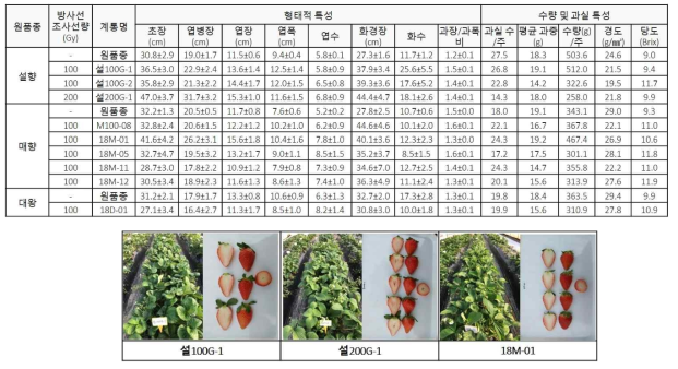 영양번식 재배품종의 돌연변이 계통(M1)의 연차별 특성평가(‘20-’21)