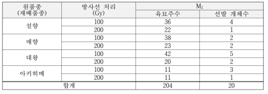 8배체 영양번식 품종에 방사선 처리한 돌연변이 집단(M1)의 선발 개체 수(‘19 ~‘20)