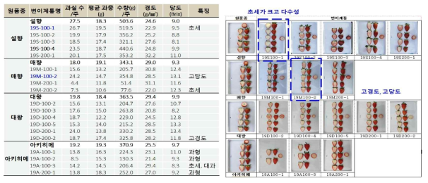 전년도 선발된 돌연변이 계통(M1)의 수량 및 과실 특성(‘20 ~‘21)