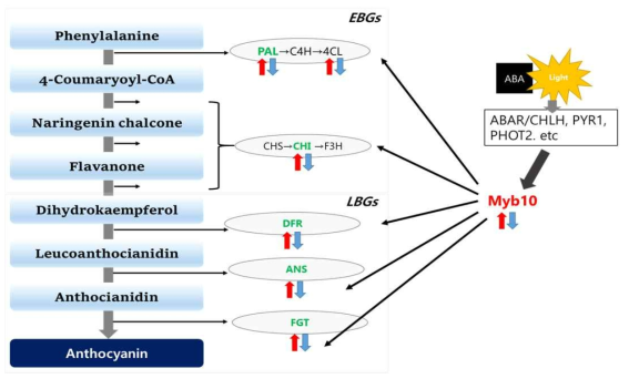 안토시아닌(anthocyanin) 경로 및 단계별 색 관련 유전자