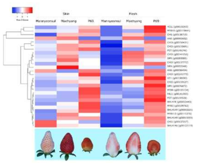 안토시아닌 합성 관련 유전자별 과실의 과피색 및 과육색 발현량 * 딸기 표준유전체해독과제(다부처) RNAseq. 및 DEG 데이터 활용하여 추출