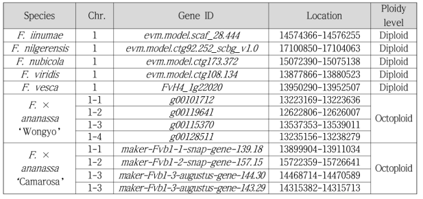 Fragaria속 MYB10 transcription factor