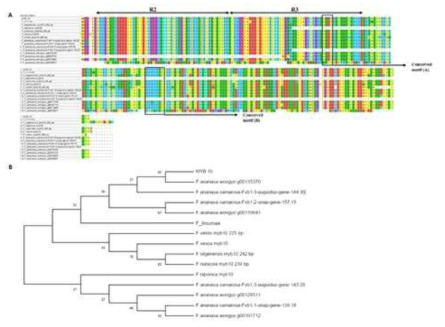 Fragaria MYB10 multiple protein sequence 정렬 및 MYB10 trascription factors간의 유연관계 분석