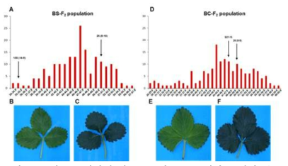 엽록소 함량의 따른 BS 및 BC F2 집단 표현형 분포