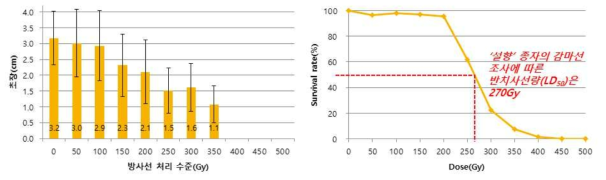 방사선 조사 ‘설향’의 발아묘 가식 30일 후(파종 후 60일), 유묘기 초장(좌) 및 방사선 조사 선량에 따른 생존율(우)
