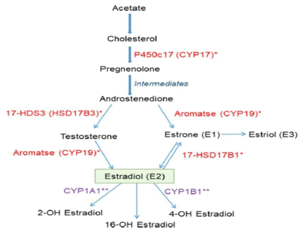 CYP19A1, CYP1A1이 에스트로겐 생성 작용기전