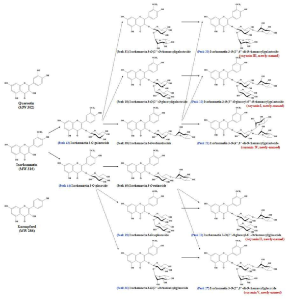 콩 잎 내 플라보놀 isorhamnetin 배당체 합성 과정 모식도
