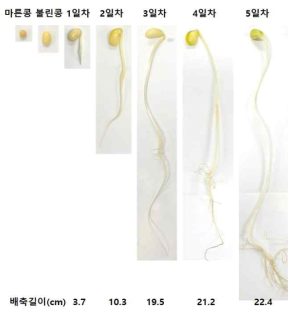 풍산나물콩 발아