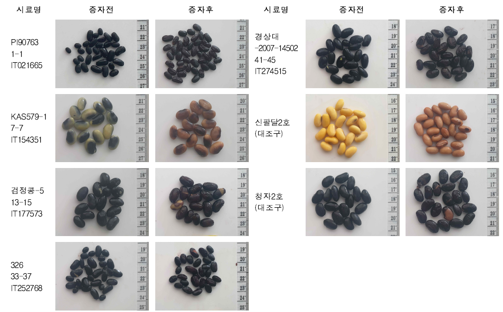 밥밑용 콩 우수자원(7종) 증자 전후 사진