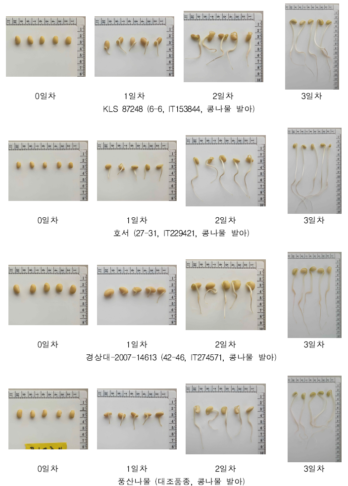 콩나물용 콩 우수자원(4종) 발아시기별 사진