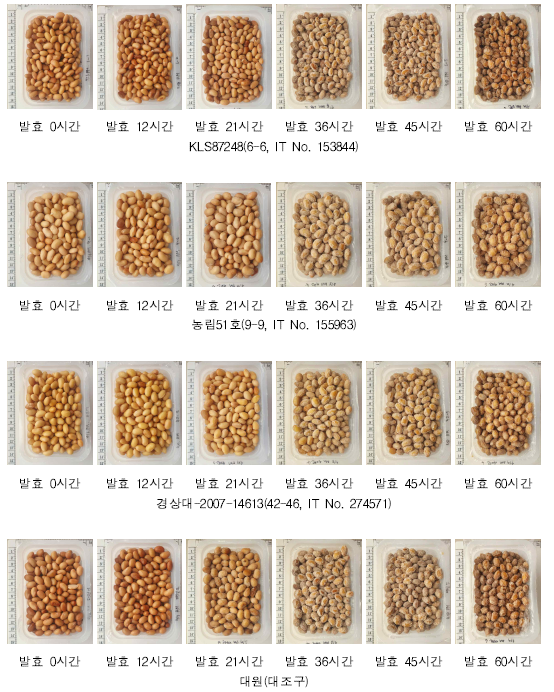 장류용 콩 우수자원(4종) 발효시기별 사진