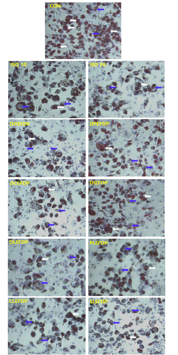 C3H10T1/2 세포에 대한 콩과 콩잎 추출물의 Oil-Red-O 염색을 통한 백색지방 감소 효과 (파랑화살표, 핵; 흰화살표, 지방방울)