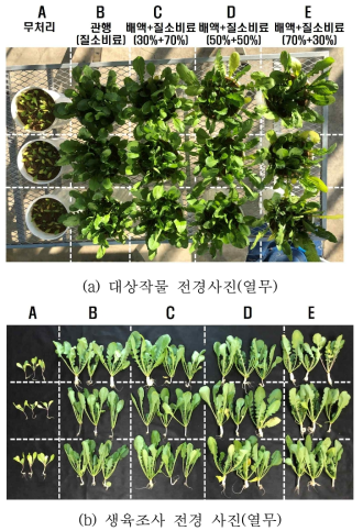 작물포트시험 및 생육조사 전경(열무). A: 무처리, B: 관행(요소비료 100%(표준시비)), C: 배액 30%+요소비료 70%, D: 배액 50%+요소비료 50%, E: 배액 70%+요소비료 30%