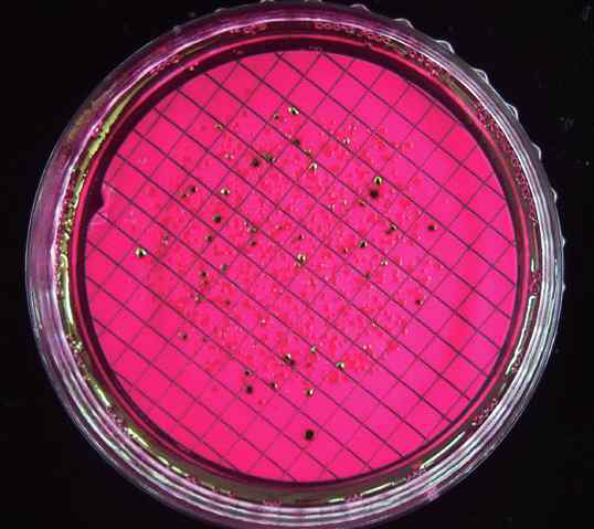 m-Endo LES(Membrane Endo’s Lawerence Experimental Station) Agar