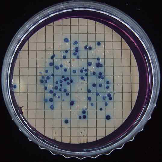 m-FC(Membrane Fecal Coliform) Agar