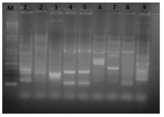 경북 경산 DDT 오염토양에서 선발한 세균의 rep-PCR DNA fingerprinting 패턴