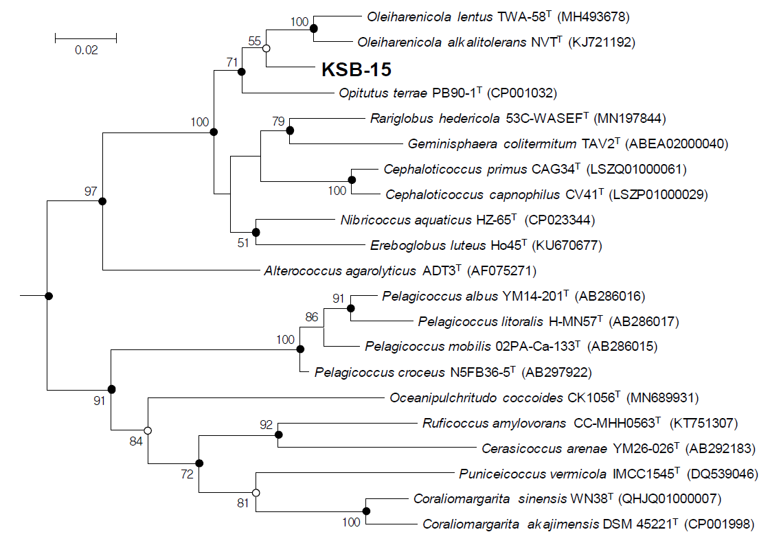 KSB-15 균주와 Opitutae 강(class)에 속하는 표준균주들의 16S rRNA 유전자를 이용하여 작성한 maximum-likelihood tree. 1,000회 샘플링 후 계산된 Bootstrap 값(>50%) 을 표시하였으며 검은 점은 neighbor-joining tree와 maximum-likelihood tree에서 동시에 나타나는 clade, 흰 점은 neighbor-joining tee에서는 나타나지만 maximu-likelihood tree 에서는 나타나지 않는 clade를 표시한다. 스케일바는 염기 1개 당 0.02의 변화를 나타내며 Desulfosalsimons propionicica PropAT를 outgroup으로 사용(그림에서 제외)