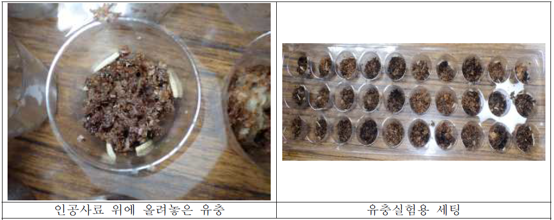 유충 저온 노출 실험