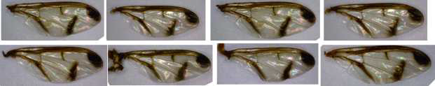 오이과실파리 암컷 성충날개특징의 개체변이