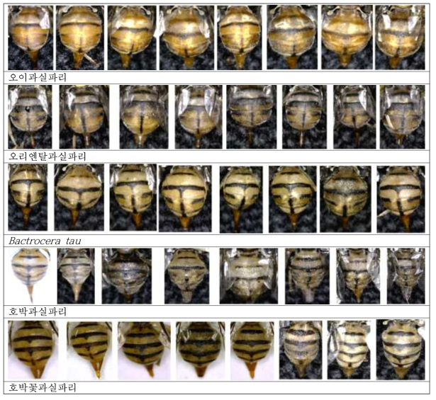 과실파리 5종 암컷의 배판 특징의 개체 변이