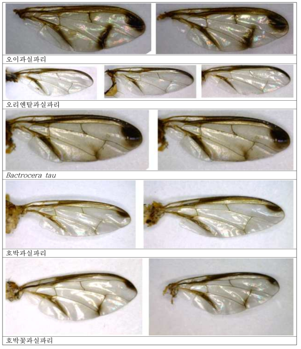과실파리 5종 암컷의 날개 특징