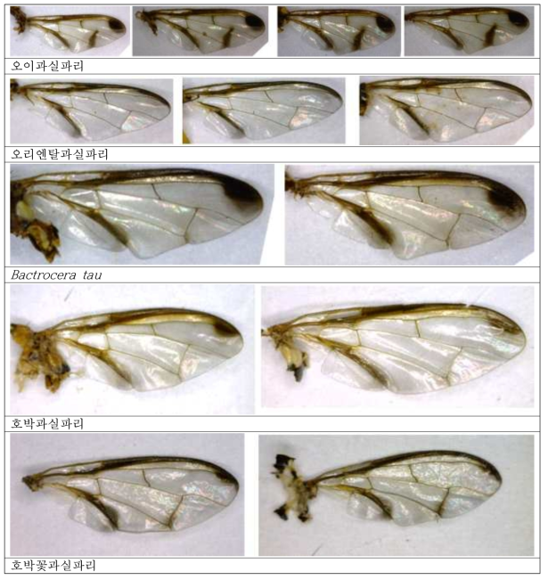 과실파리 5종 수컷의 날개 특징