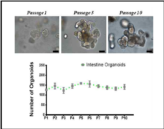 육성우(12개월령)의 장 성체줄기세포 분리 및 장 오가노이드 지속배양