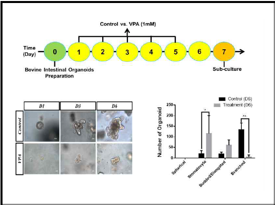 VPA 처리에 따른 장 오가노이드의 형태학적 분류