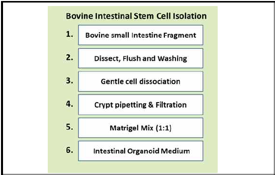 소의 소장 유래 장 성체줄기세포 분리 및 3차원 배양 프로토콜 확립