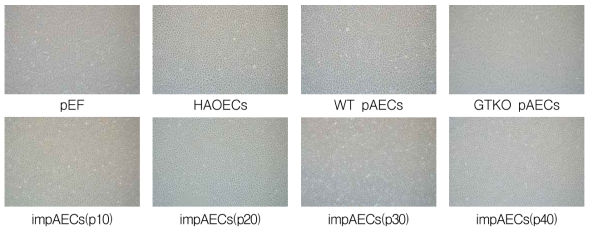 장기간 배양에도 형태적인 변화없이 장기간 배양이 가능한 GTKO 돼지 유래 impAECs. p는 계대 배양 횟수를 의미
