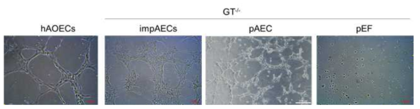 GTKO 돼지 impAECs의 혈관내피세포 튜브 형성 특성 분석