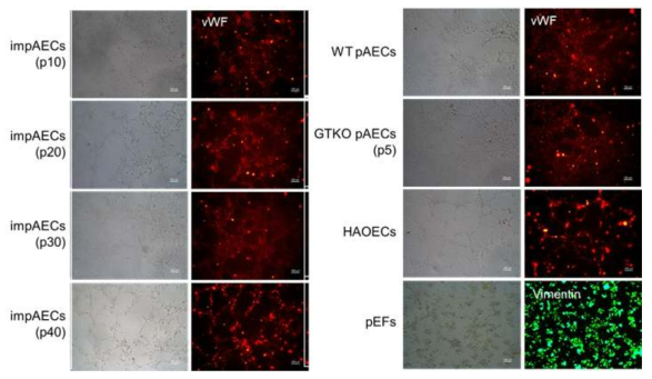 GTKO 돼지 impAECs의 passage별 튜브 형성 특성 분석. 튜브 형성을 유도한 후 vWF 항체를 사용하여 면역형광 분석