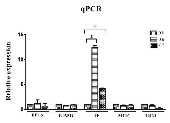 GTKO/MCP 돼지에서 분리한 primary pAECs에 돼지와 원숭이 혈청이 첨가된 배양액으로 배양 후 유전자의 발현 변화 분석. * P, <0.01