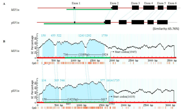 Upstream regulatory sequence 을 포함하는사람 hEF1a와 돼지 pEF1a 유전자의 염기서열 비교 분석. pEF1a 유전자의 녹색선은 본 과제에서 클로닝한 염기서열을 의미. (A) 사람 hEF1a와 돼지 pEF1a 유전자의 구조. 검은색 사각형은 엑손을 의미. (B) 람 hEF1a와 돼지 pEF1a 유전자에서 CpG islands로 예측되는 부분은 청색으로 채움. 사람 hEF1a와 돼지 pEF1a 유전자 염기서열이 동일한 부분은 청색 점선으로 표시. hEF1a, human elongation factor 1 alpha; pEF1a, porcine elongation factor 1 alpha