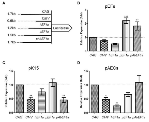 돼지 유전자 프로모터의 luciferase 발현 조절 능력 분석. CAG 프로모터의 의한 luciferase 발현 수준 대비 다른 프로모터에 의한 luciferase 발현 수준의 상대적 배율. A. luciferase 발현 벡터의 구조. B. pEFs 세포. C. pK15s 세포. D. pAECs 세포. The p-values (** p<0.01; *** p<0.001) determined by oneway-ANOVA