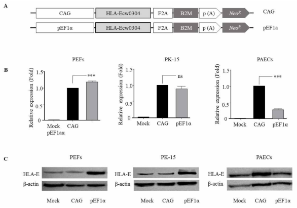 돼지 3종의 세포에서 CAG 프로모터 대비 돼지 pEF1a 프로모터의 이종이식 거부반응 억제 유전자 발현 조절 상대적 능력 분석. (A) 돼지 pEF1a 프로모터 및 CAG 프로모터에 의한 HLA-E/B2M 발현 벡터 구조. (B와 C) HLA-E의 mRNA(B)와 단백질(C) 발현 수준 분석. PEFs, porcine ear skin fibroblasts; PK-15, pig kidney cells; PAECs. immortalized porcine aortic endothleial cells. F2A, 2A self-cleaving peptides; p(A), poly A; Neo®, neomycin resistance. ***, p < 0.001