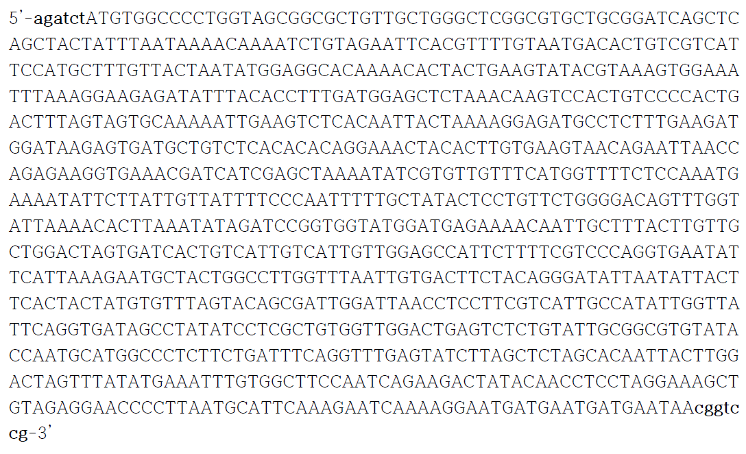 CD47 cDNA 염기서열. 5’에 Bgl II 제한효소 인식서열을, 3’에 Rsr II 제한효소 인식서열을 삽입. 단백질로 번역되는 염기서열은 대문자로 표시함