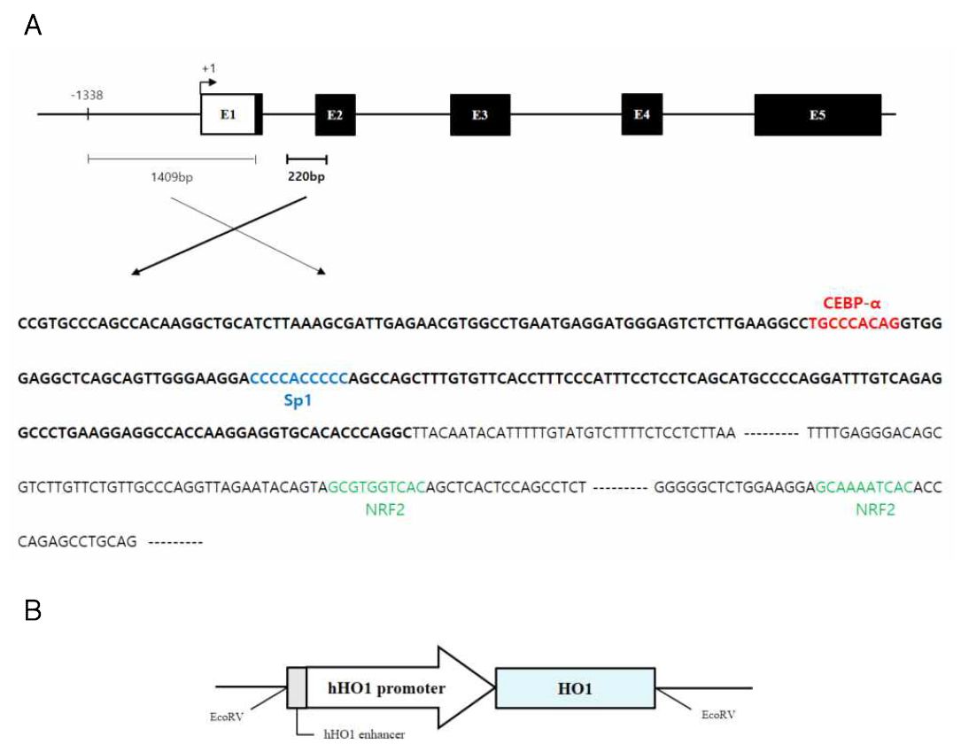 HO1 프로모터 개발 및 HO1 발현 벡터 구축. (A) Enhancer 영역을 포함한 1629bp의 염기서열을 프로모터로 활용. 5‘에서 220bp 길이의 enhancer를 굵은 글자로 표기함. 색깔로 표시된 부분은 CEBP-α, Sp1, NRF2와 같은 전사인자가 결합하는 염기 서열로 유전자의 발현 조절에 관여함. (B) 개발한 사람 HO1 프로모터에 HO1 유전자를 클로닝 하여 발현 벡터 구축
