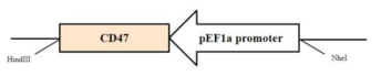 CD47 발현 벡터 구축. 돼지 EF1α 프로모터에 CD47 유전자를 클로닝 하여 발현 벡터 구축