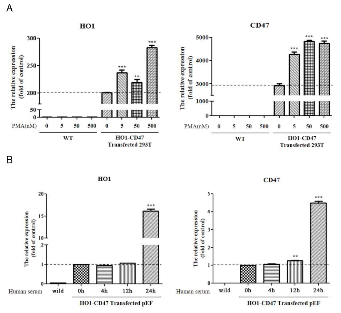 염증반응 촉진인자에 의한 염증반응/세포사멸 억제 유전자 발현 효율 증가. 염증반응/세포사멸 억제 유전자 다중 제어 벡터가 도입된 형질전환 세포를 활용하여 염증반응 촉진인자인 PMA의 농도별(A), 사람 혈청의 시간별(B) 처리에 따른 HO1 및 CD47 유전자의 mRNA 발현 변화 분석. **p<0.01; ***p<0.001