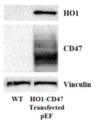 돼지 섬유아세포에서 염증반응/세포사멸 억제 단백질 발현 유도. 구축한 벡터를 돼지 섬유아세포에 도입하고 48시간 후 HO1 및 CD47 단백질이 정상적으로 발현하는 것을 확인함