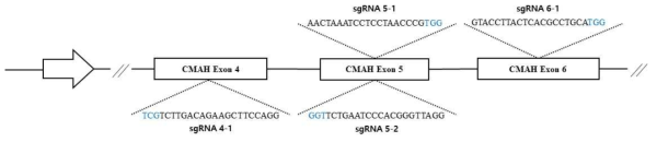 CMAH 유전자 knock-out을 위한 sgRNA 합성. 돼지 CMAH 유전자 엑손 4(1종), 5(2종), 6(1종)을 각각 타겟으로 하는 sgRNA 4종을 구축하여 표기한 모식도. NGG 형태의 PAM sequences는 파란색 글자로 표시함