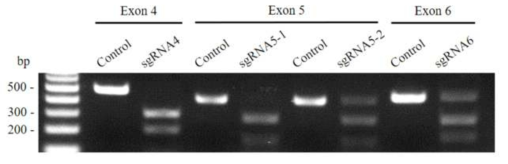 구축한 sgRNA의 돼지 CMAH 유전자 in vitro 절단 효율 분석. 돼지 귀 섬유아세포에서 genomic DNA를 추출한 후 증폭시킨 PCR 산물에 CRISPR/Cas9과 sgRNA를 혼합하여 반응시킴으로써 타겟 유전자의 절단 효율을 확인함. Control은 Cas9 단백질과 sgRNA 복합체를 처리하지 않은 PCR 산물로서 절단 효율 비교를 위한 대조구로 활용