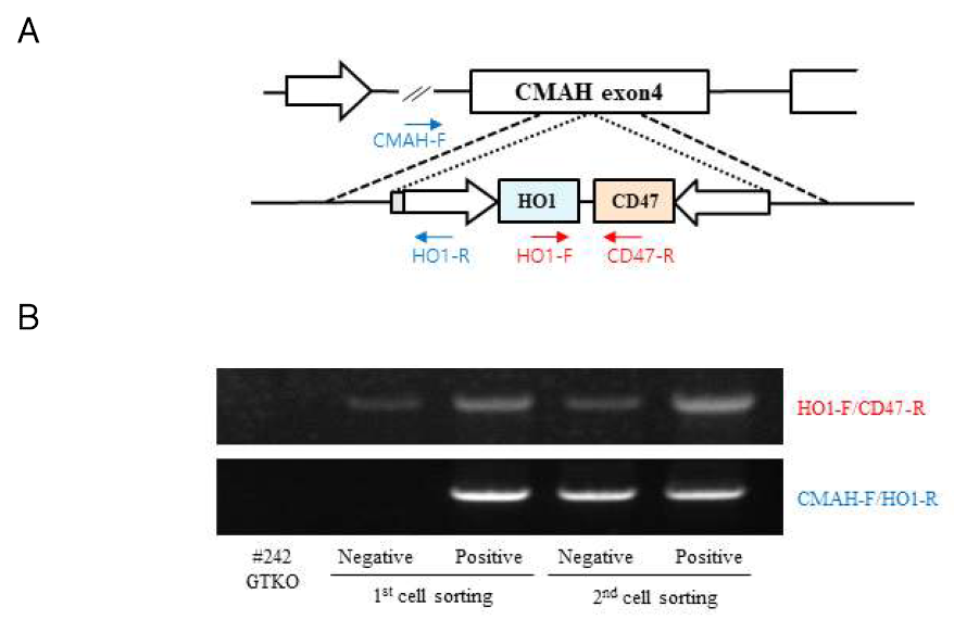GTKO+CMAHKO/HO1/CD47 형질전환 세포주 선별. (A) PCR 분석을 위하여 두쌍의 프라이머를 이용. (B) 두 번의 sorting 후 CD47-positive 세포에서 염증반응/세포사멸 억제 유전자 다중 제어 벡터가 CMAH exon 4에 삽입되었음