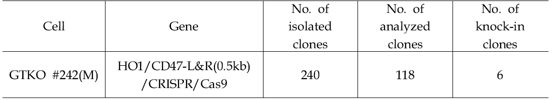 GTKO+CMAHKO/HO1/CD47 형질전환 체세포주 선별을 위한 PCR 분석